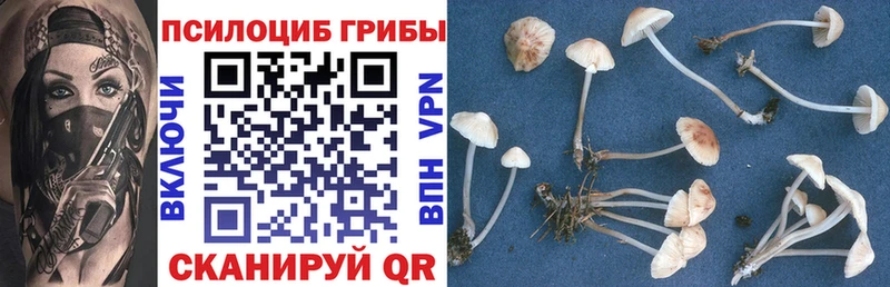 наркошоп  Маркс  Галлюциногенные грибы Psilocybine cubensis 